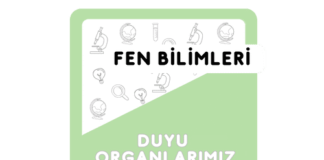 3.Sınıf Duyu Organları