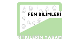 3. Sınıf Bitkilerin Yaşam Döngüsü